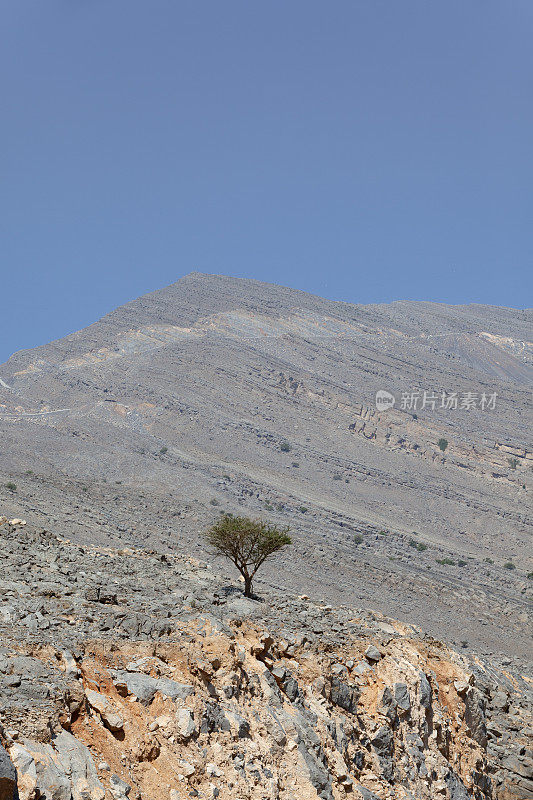 孤独的树，jebel chais山，阿联酋